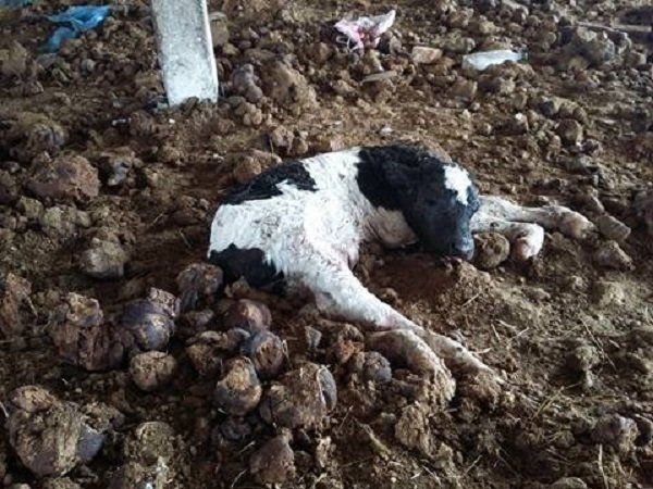 Как в Александровке спасали коров от голодной смерти 2