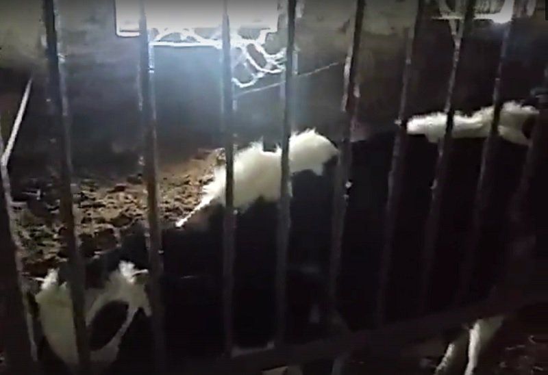 Как в Александровке спасали коров от голодной смерти 3