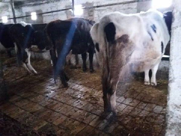 Как в Александровке спасали коров от голодной смерти 6