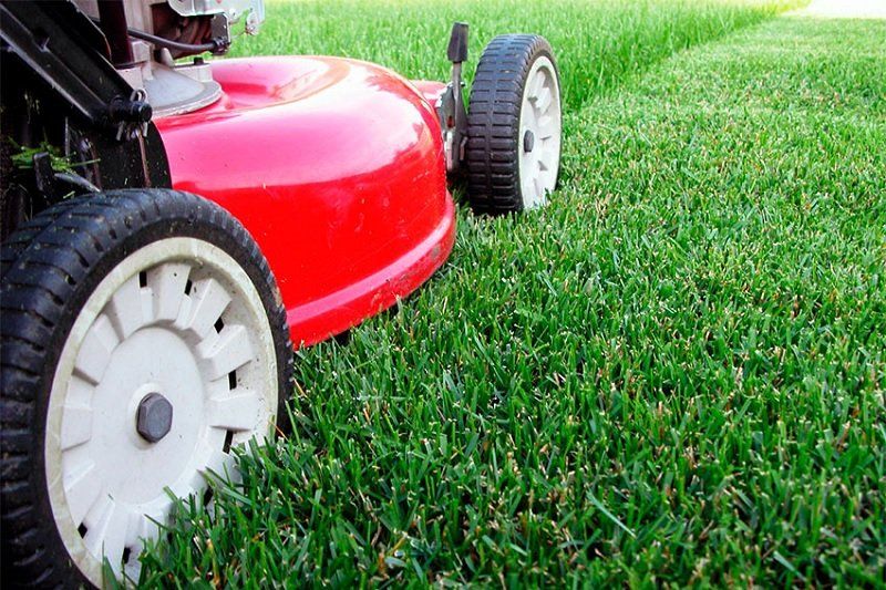 К осени Днепр превратится в цветущий сад 3