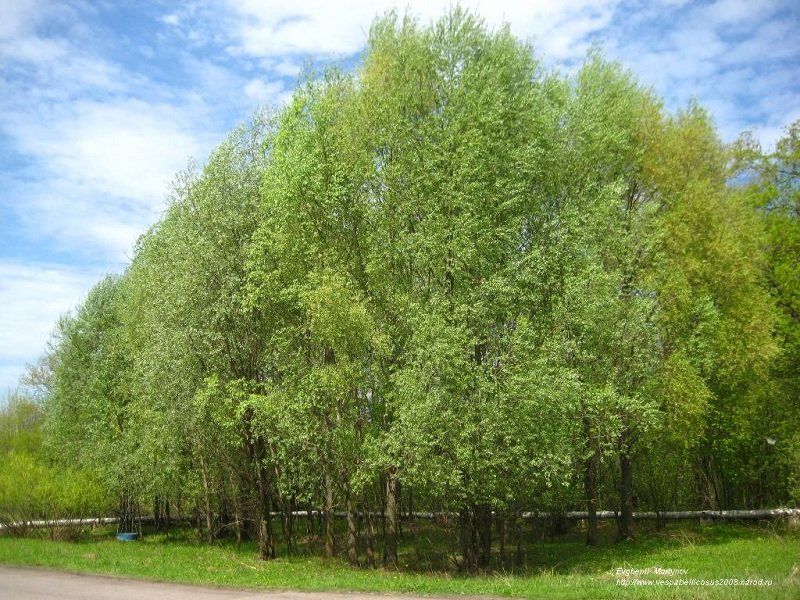 На берегу Шиянки работники Приднепровской ТЭС высадят деревья 1