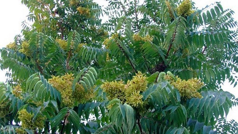 На берегу Шиянки работники Приднепровской ТЭС высадят деревья 2