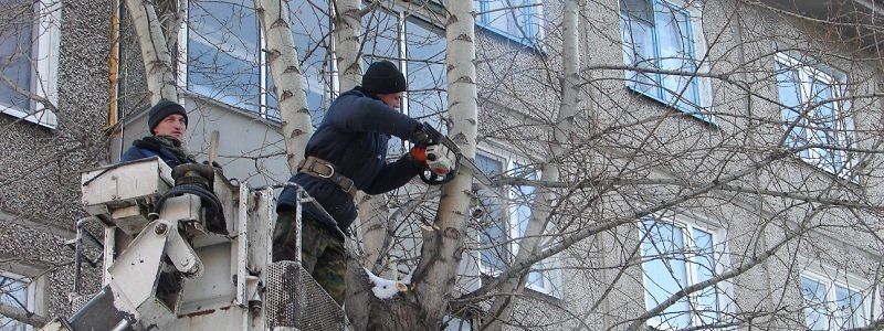 В Днепре готовятся заготавливать древесину в промышленных масштабах?