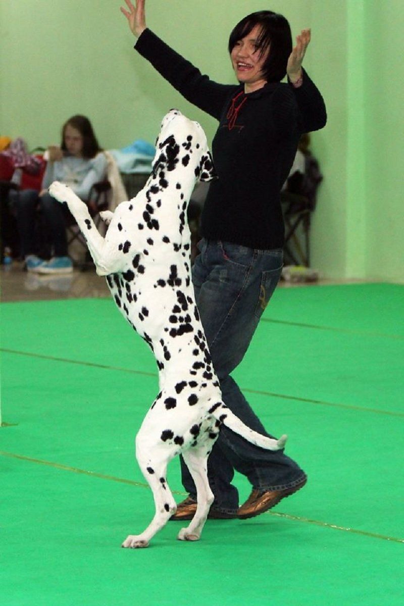 В Днепре состоятся соревнования по танцам с собаками 2