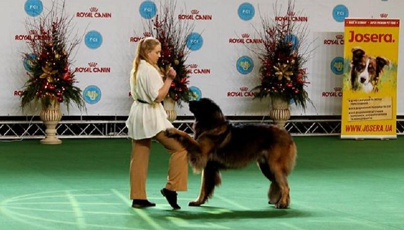 В Днепре состоятся соревнования по танцам с собаками 3