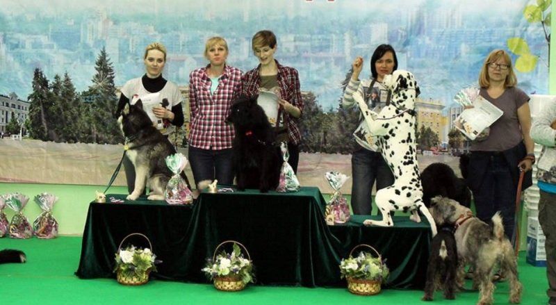 В Днепре состоятся соревнования по танцам с собаками 4