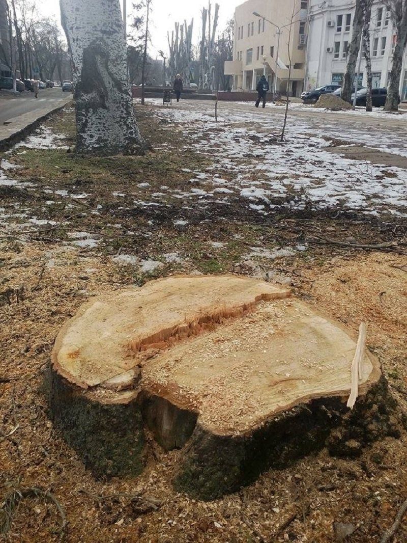 Суды заставляют полицейских реагировать на спил деревьев 1