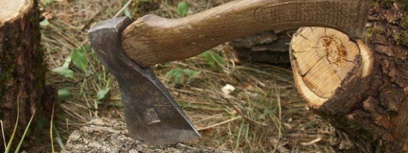 Днепропетровщина рискует остаться без лесов