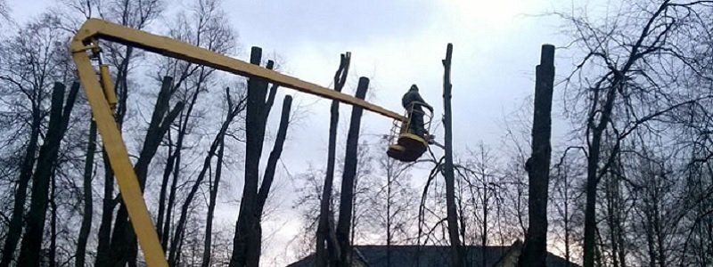 Как спасти городские деревья от уничтожения и порчи. Инструкция