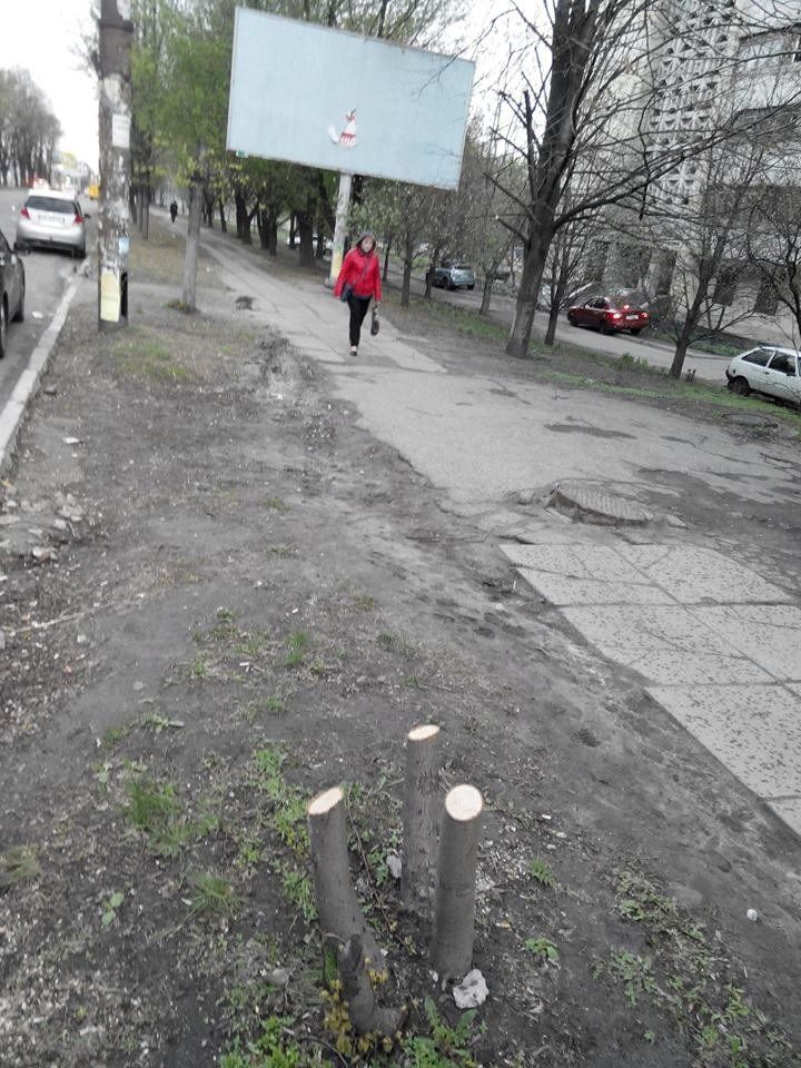 Как спасти городские деревья от уничтожения и порчи. Инструкция 2