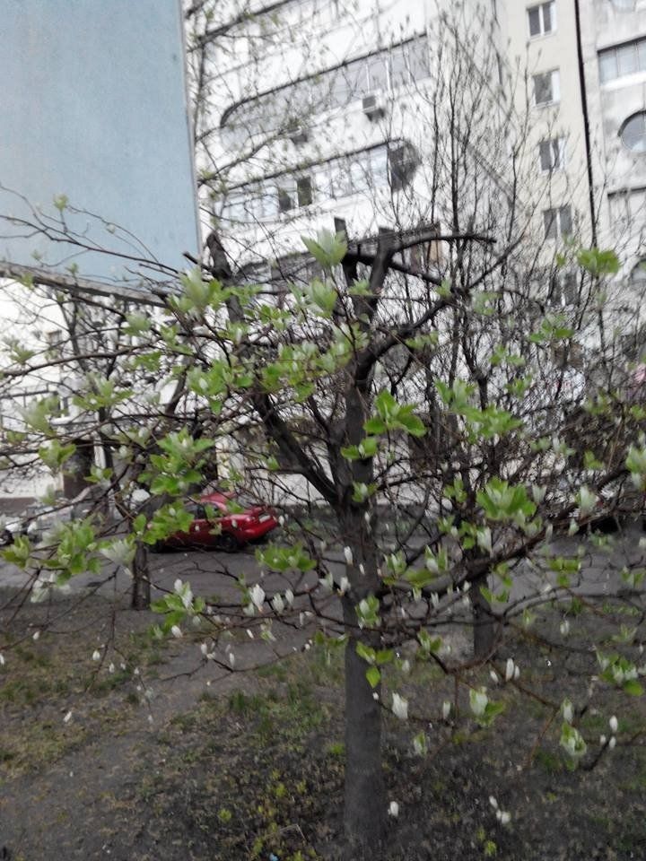 Как спасти городские деревья от уничтожения и порчи. Инструкция 3