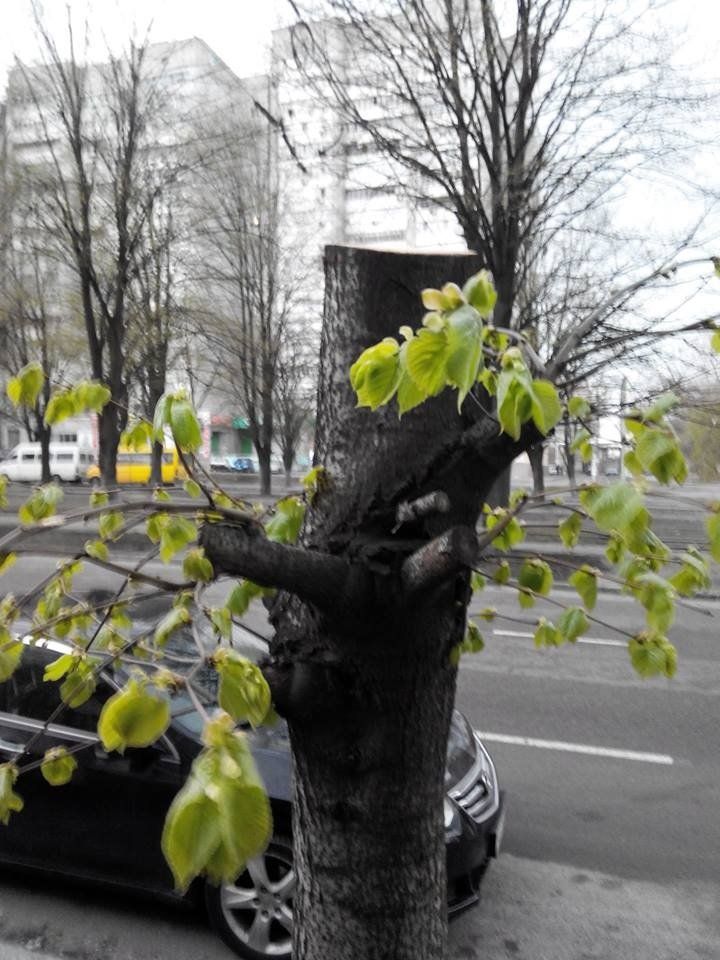 Как спасти городские деревья от уничтожения и порчи. Инструкция 4