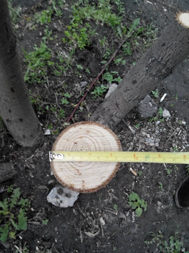 Как спасти городские деревья от уничтожения и порчи. Инструкция 5