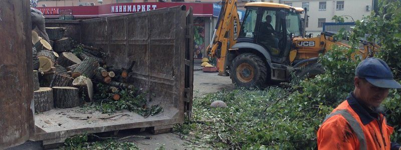 Кто получит бюджетные миллионы за утилизацию древесины?