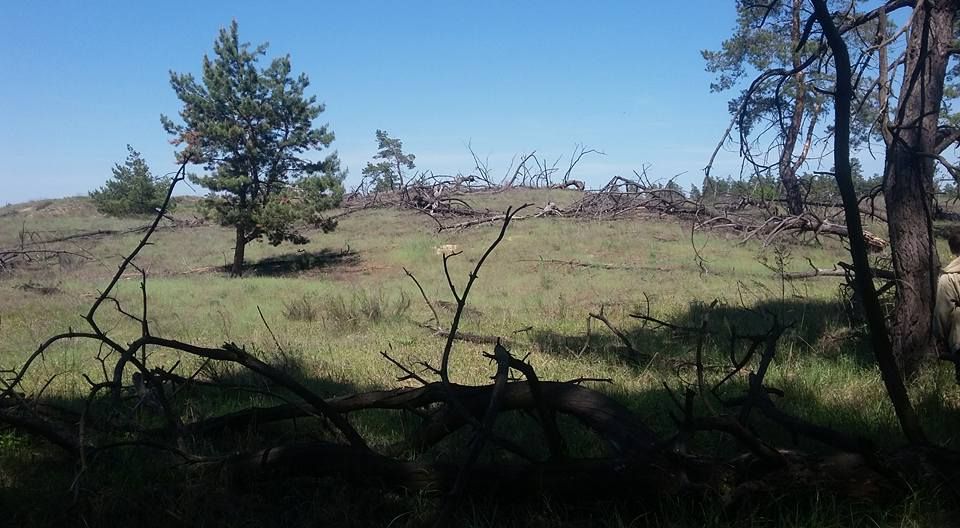 Переживут ли леса Днепропетровщины лето 2017? 1