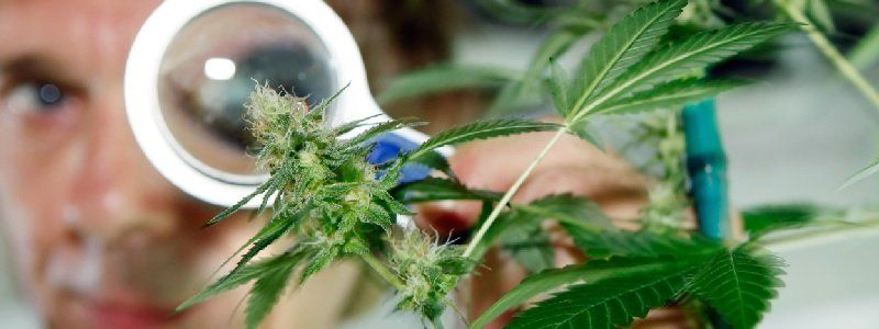 13% днепрян хотят легализации легких наркотиков