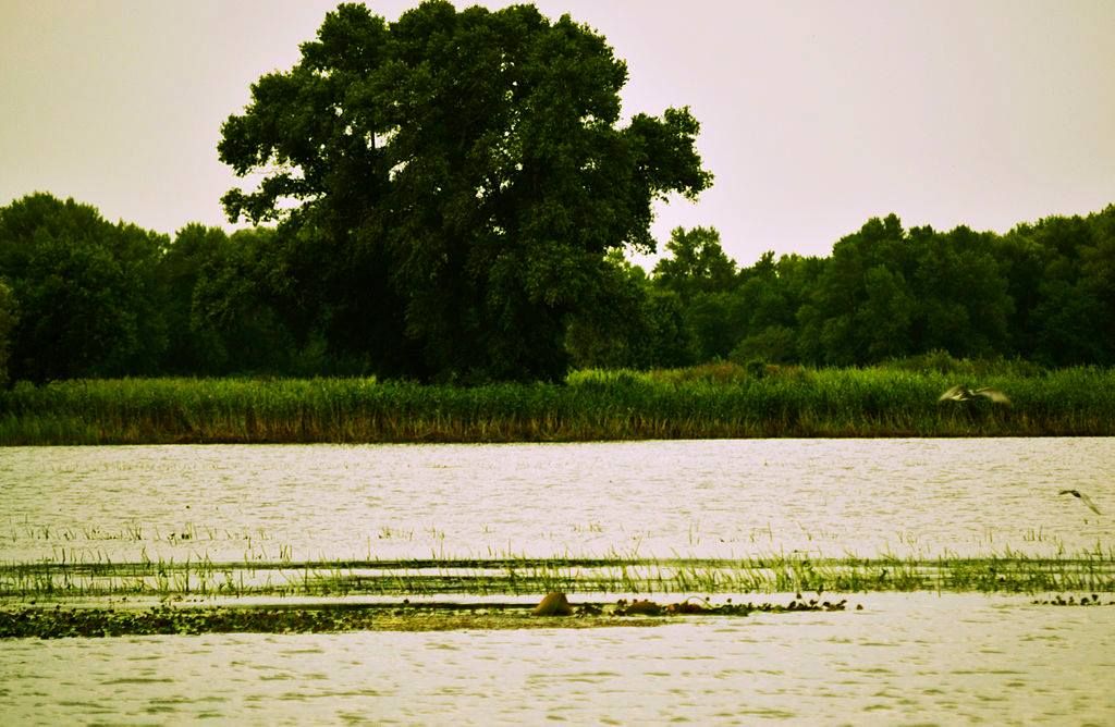 10 тис. га лісу на Черкащині хочуть зробити місцем приватного полювання 1