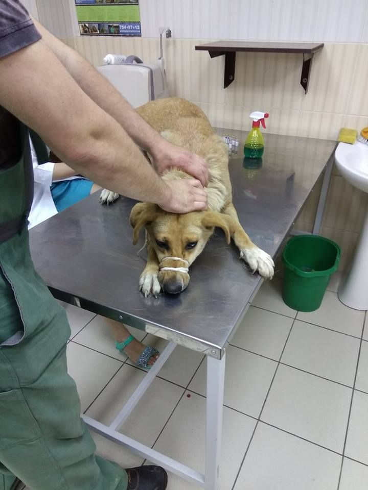 Зоозащитники Днепра будут жаловаться на харьковских живодеров президенту 1