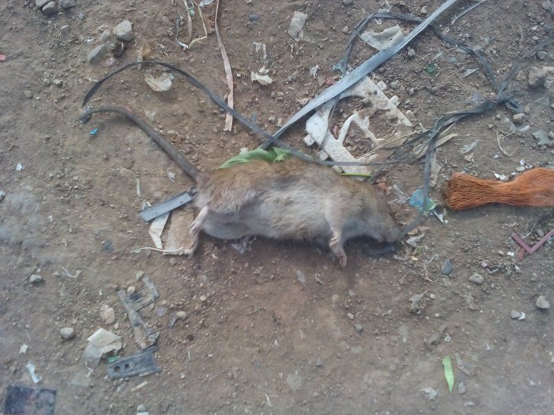 Прогулки в «мусорных горах» 8