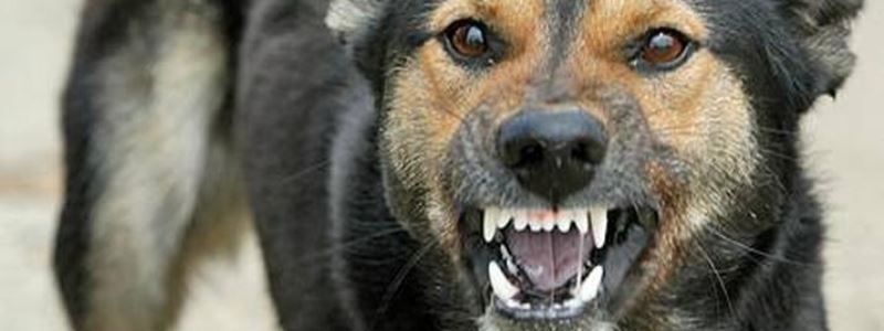 Бешенство в цифрах