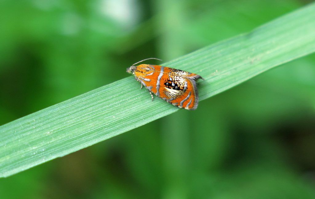 «Днiпровi пороги»: сайт есть, ждем ландшафтный парк 7
