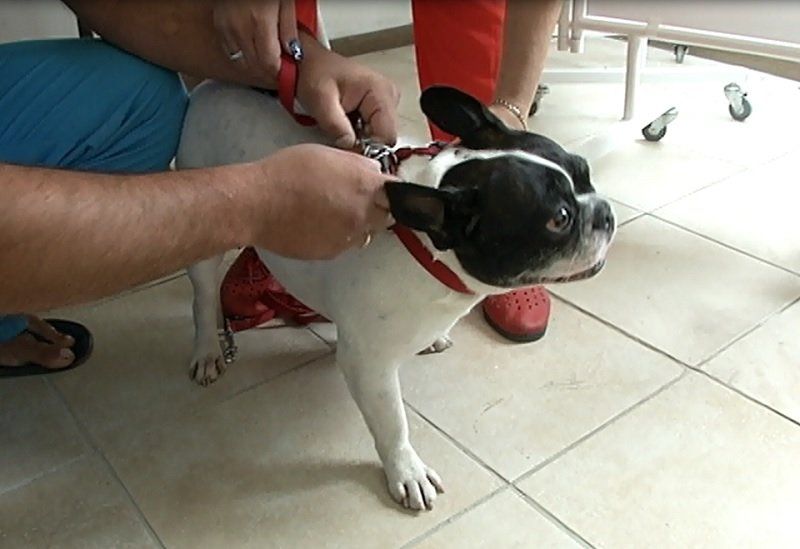 Содержат ли днепряне своих питомцев по правилам? 5