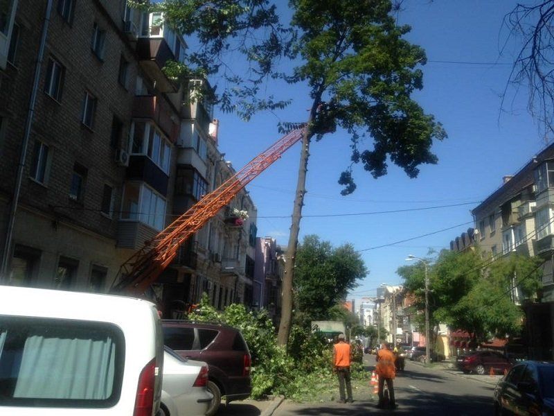 Геноцид деревьев в Днепре возобновился 1