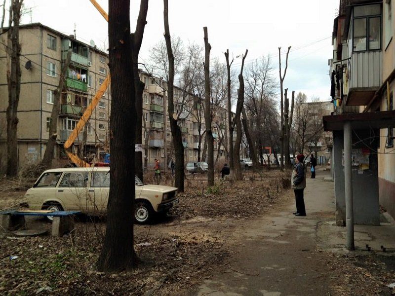 Геноцид деревьев в Днепре возобновился 8