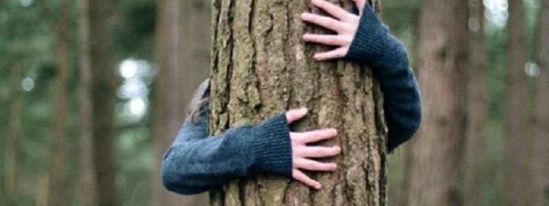 В Днепре деревья не только сносят и омолаживают, но и сажают