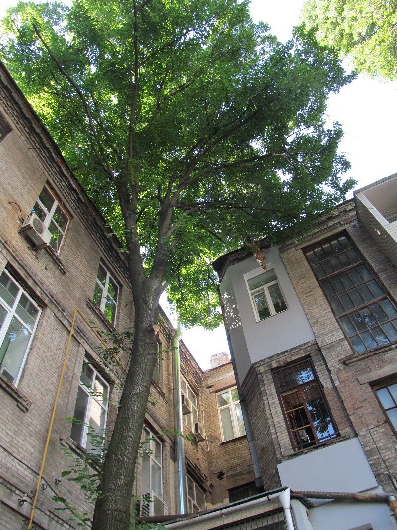 В Днепре деревья не только сносят и омолаживают, но и сажают 1