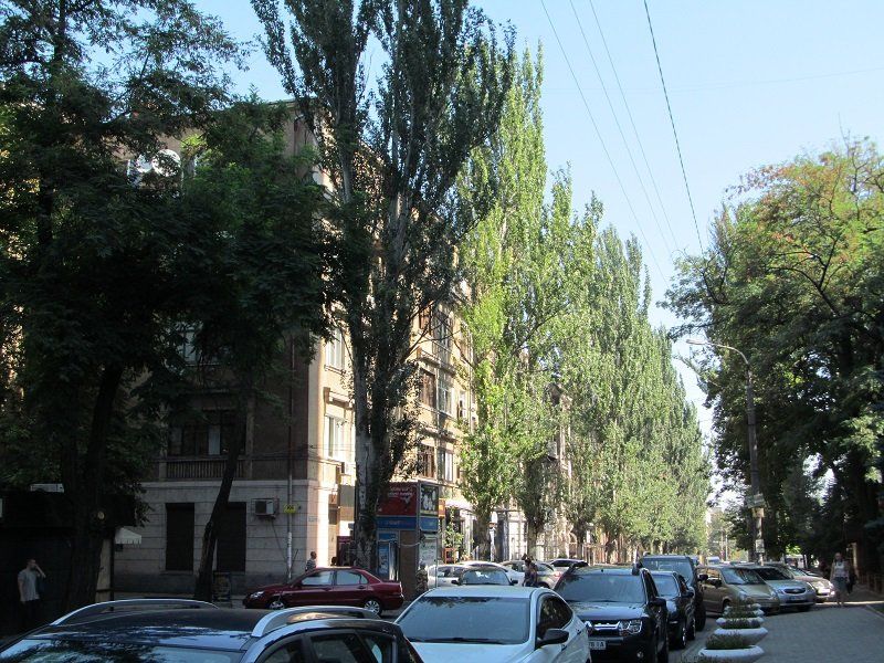 В Днепре деревья не только сносят и омолаживают, но и сажают 3