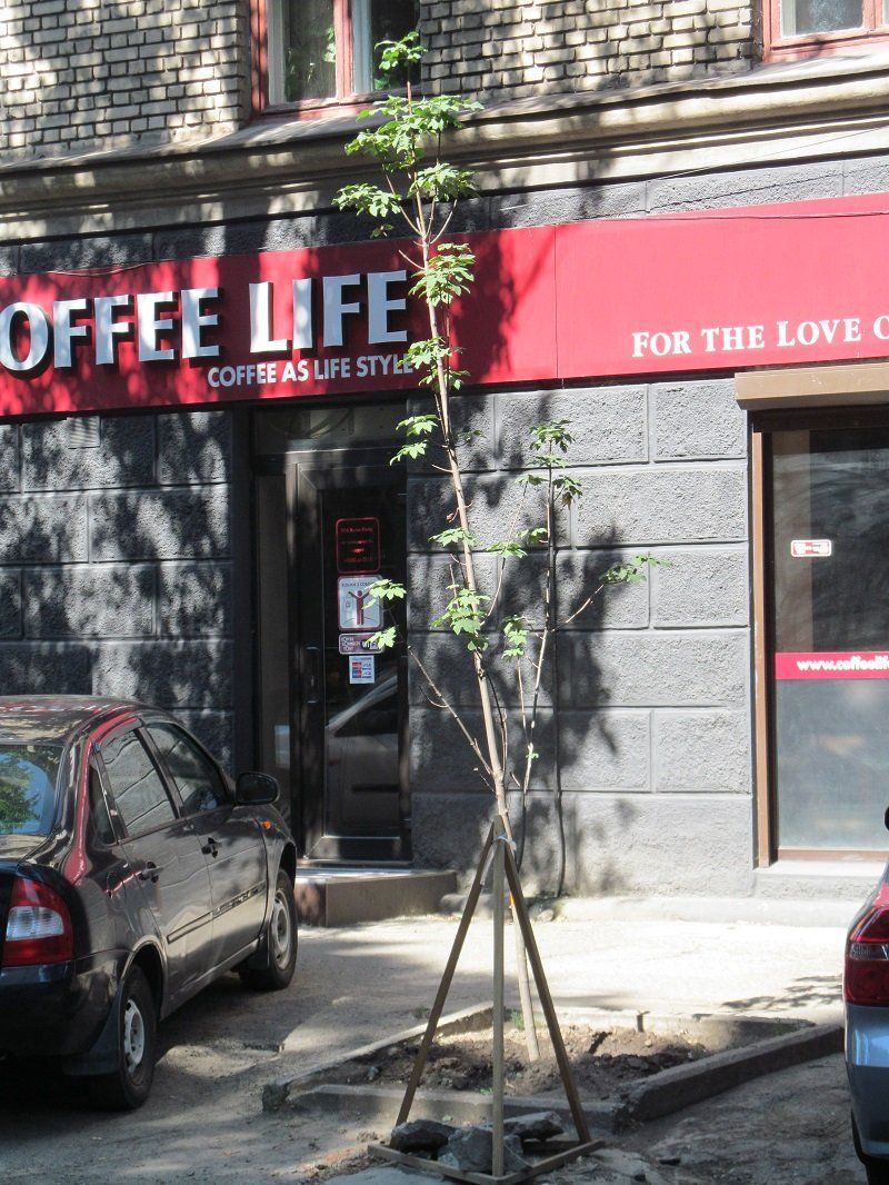 В Днепре деревья не только сносят и омолаживают, но и сажают 5