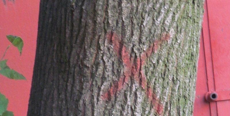 В Днепре деревья не только сносят и омолаживают, но и сажают 6