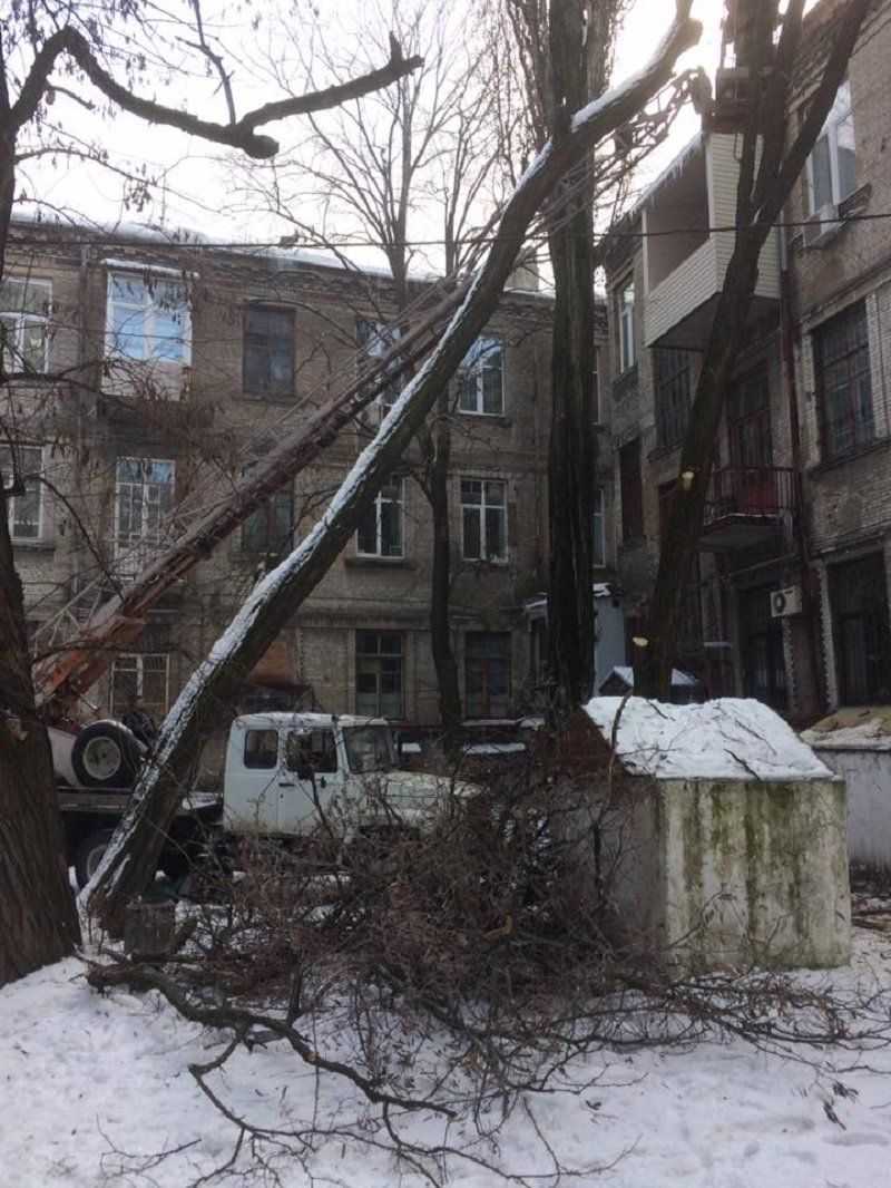 В Днепре деревья не только сносят и омолаживают, но и сажают 9