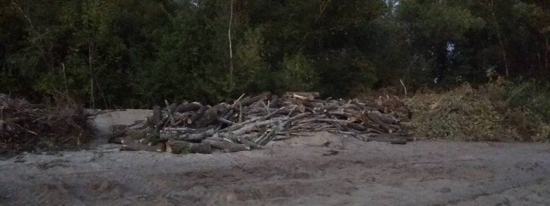 Почему рубят деревья на Мандрыковской косе