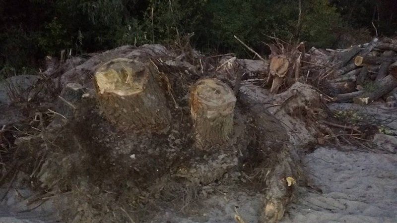 Почему рубят деревья на Мандрыковской косе 2