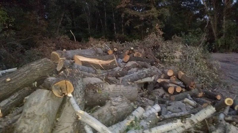 Почему рубят деревья на Мандрыковской косе 6