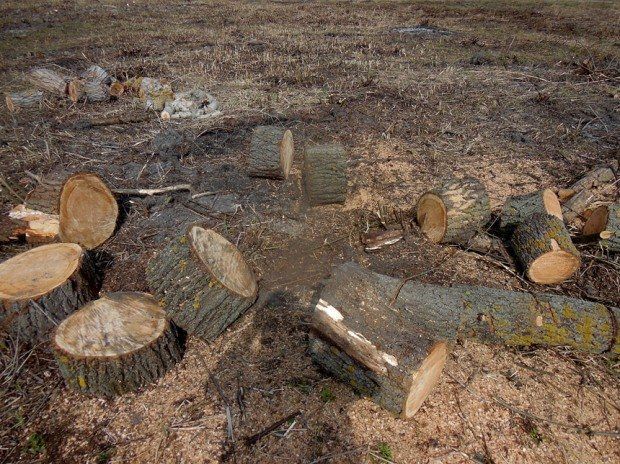 Недорытый канал в Обуховке грозит экологии Приорелья 1