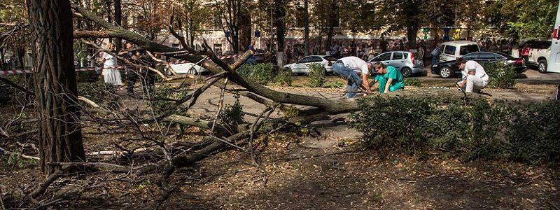 После трагической гибели девушки Борис Филатов распорядился провести аудит деревьев в Днепре
