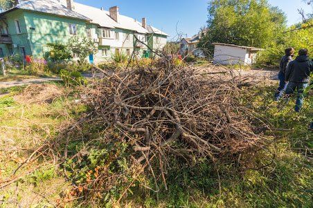 У Дніпрі комісія з визначення аварійних дерев перейшла на посилений режим роботи 2