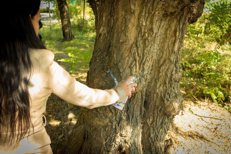 У Дніпрі комісія з визначення аварійних дерев перейшла на посилений режим роботи 4