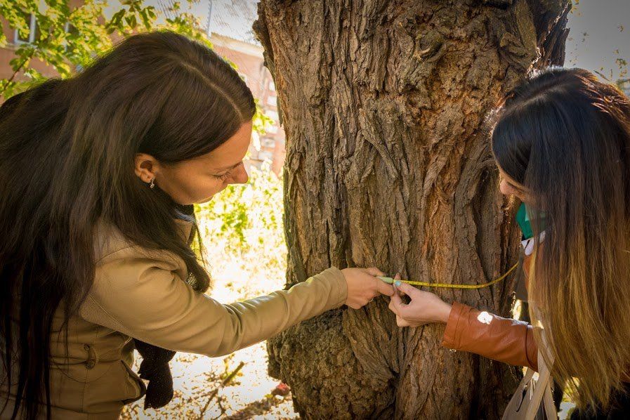У Дніпрі комісія з визначення аварійних дерев перейшла на посилений режим роботи 5