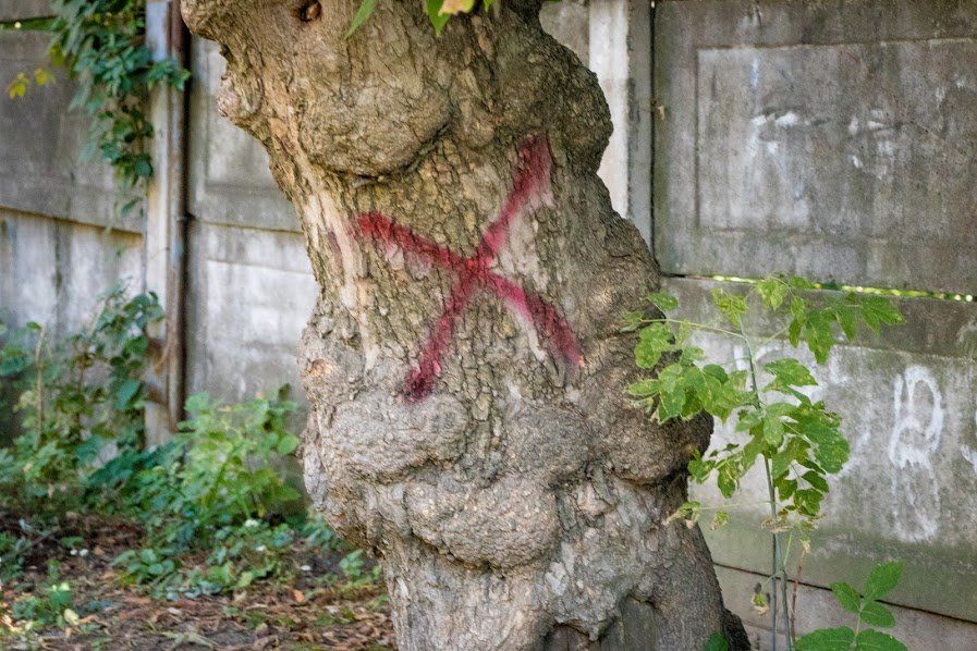 У Дніпрі комісія з визначення аварійних дерев перейшла на посилений режим роботи 6