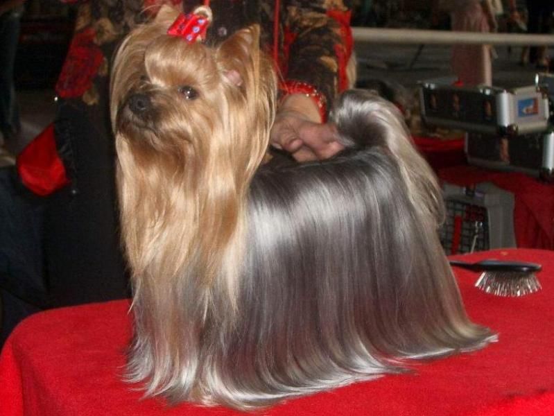 Черкаський суд розділив собаку навпіл між подружжям 2