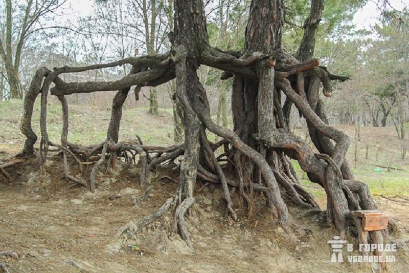 У депутатов облсовета не дошли руки до заказника «Левобережный» 2