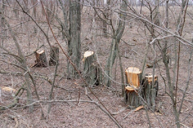 Днепропетровский облсовет займется инвентаризацией лесополос 1