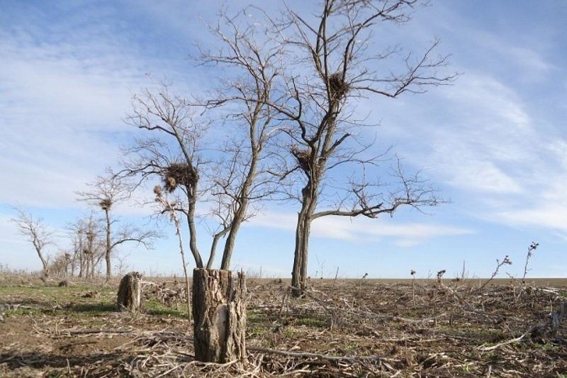Днепропетровский облсовет займется инвентаризацией лесополос 2