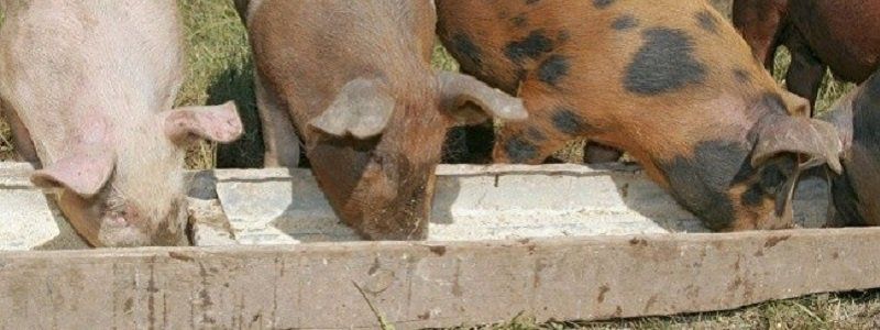 Коммунальные свиноводы забрали 500 га земли у психиатрической больницы