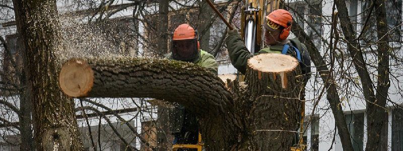 В каких садиках и школах Днепра вырубят деревья