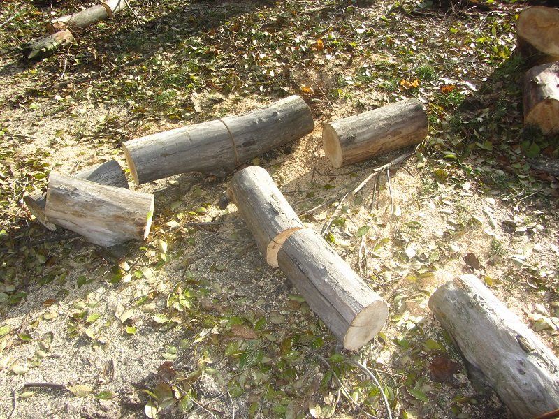 Кто и зачем рубит деревья в парке им. Володи Дубинина 3